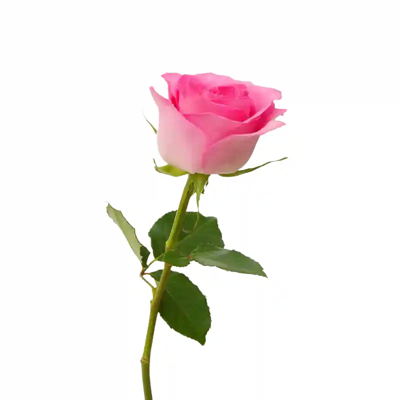 Einzelblumen Wien – Hochwertige Einzelstiele online kaufen, rote Gerbera auf weißem Hintergrund, ideal für minimalistisches Arrangement.