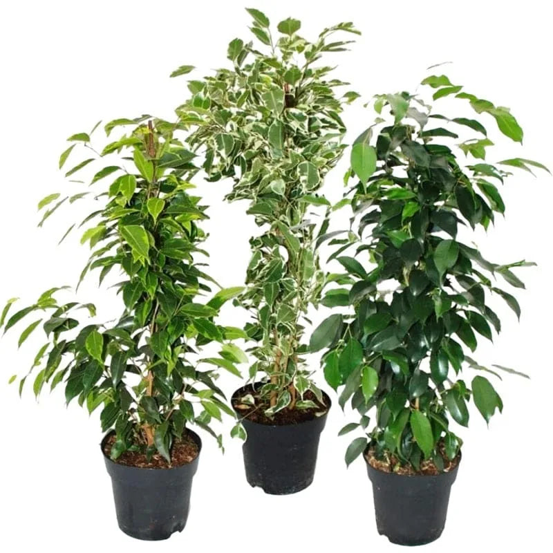 Ficus Benjamina