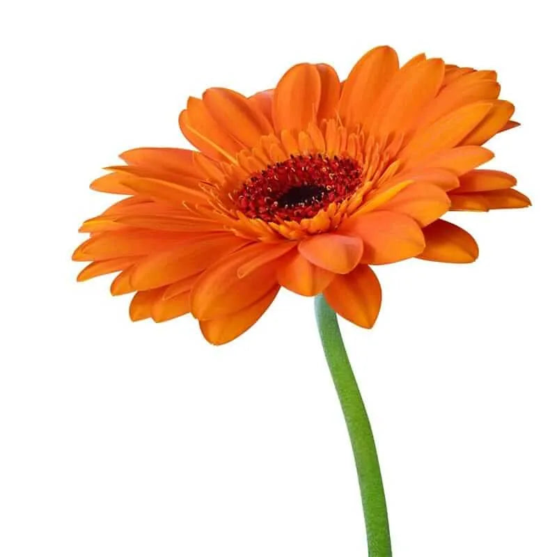 Einzelne orange Gerbera Blume