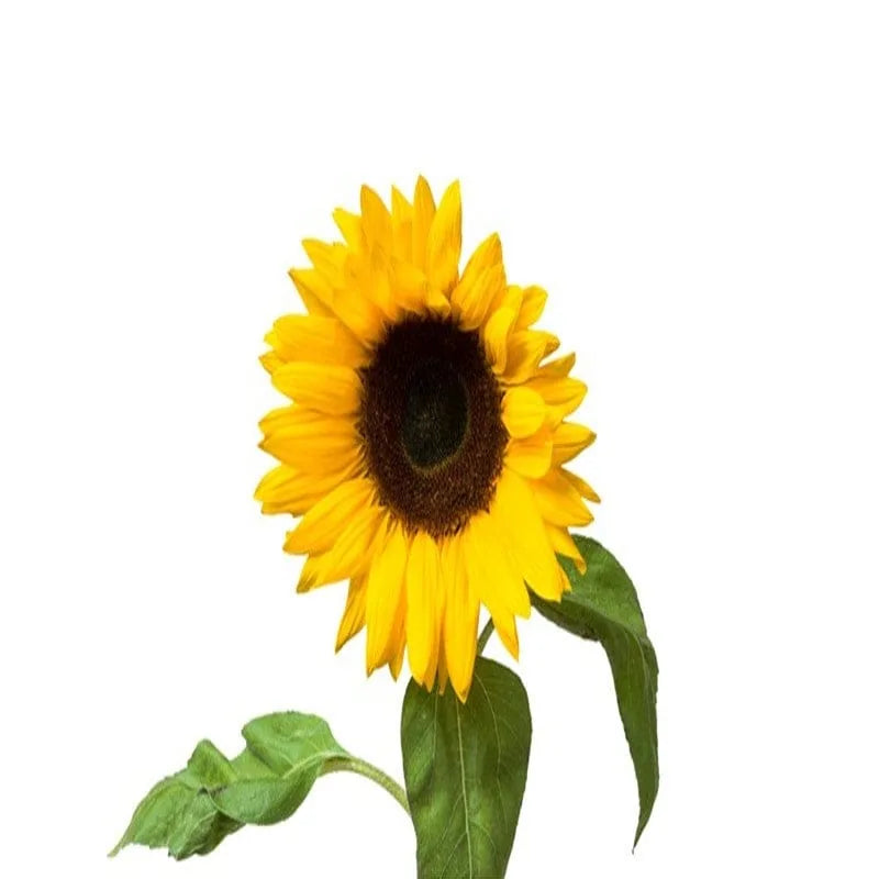 Einzelne gelbe Sonnenblume mit grünen Blättern