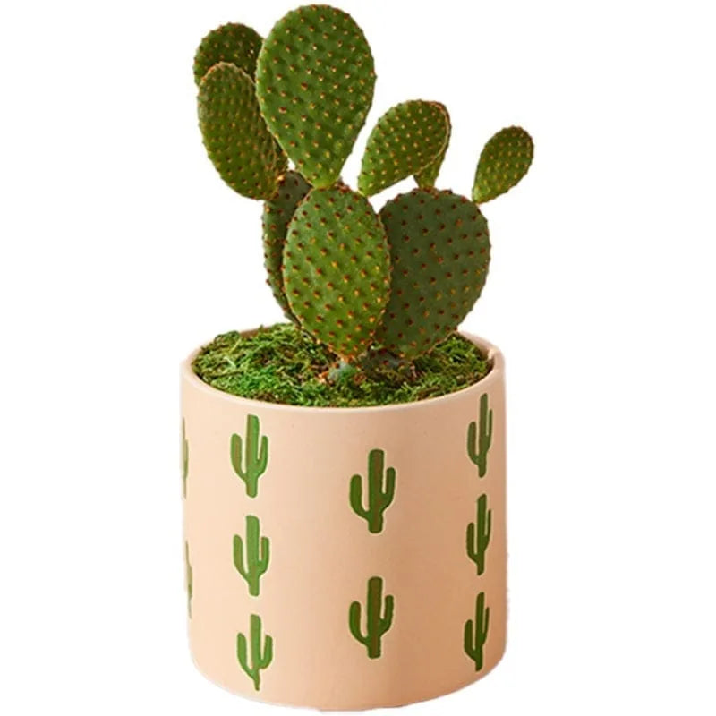 Kaktus in dekorativem Topf mit Kaktusmuster