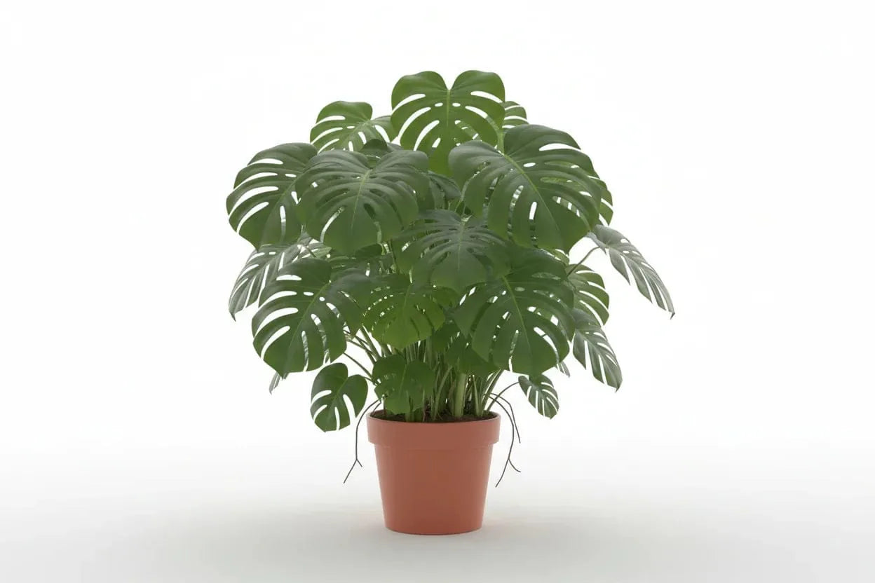 Fensterblatt in einem Terrakotta-Topf