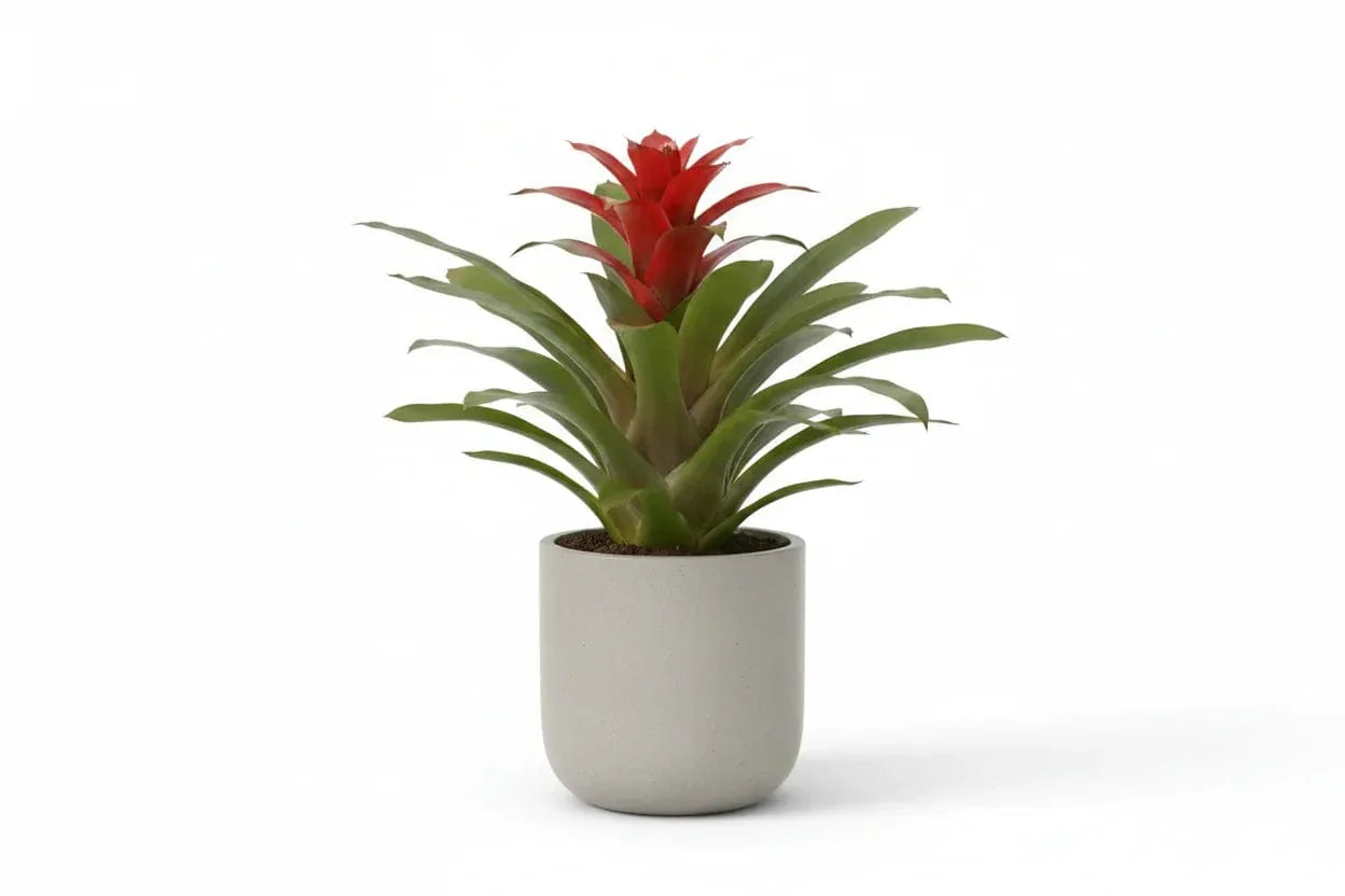 Guzmania Red Bromilie