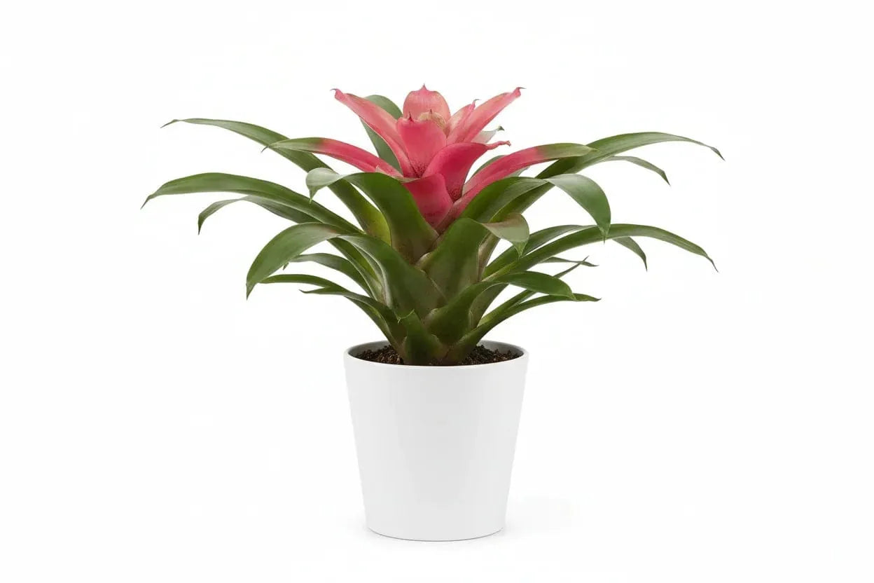 Guzmania Pink in weißem Topf