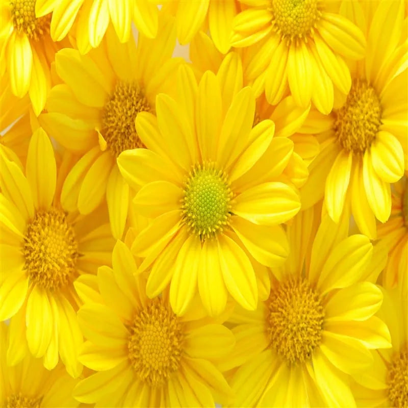 Gelbe Chrysantheme ( Verschiedene Farben)