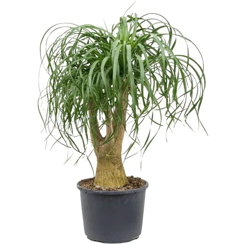 Beaucarnea recurvata Elefantenfuß