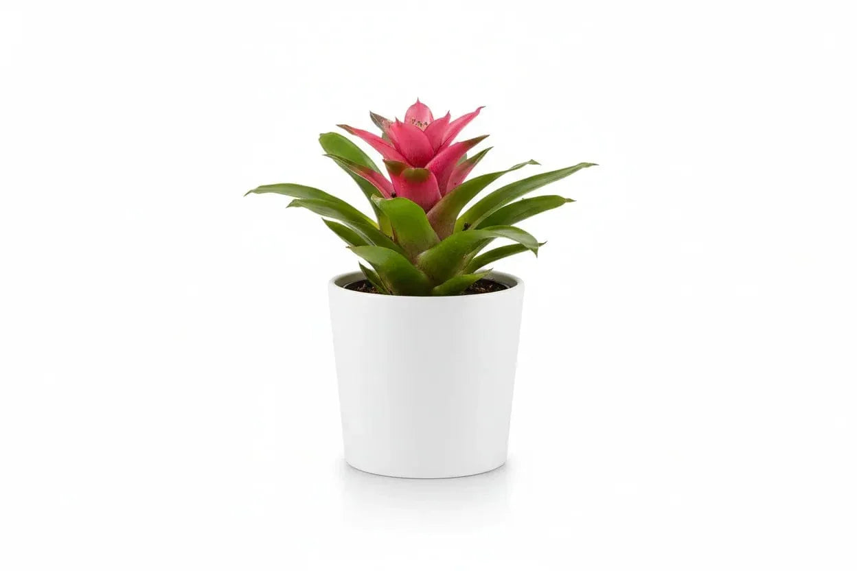 Guzmania Pink