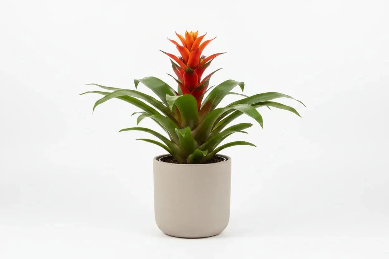 Guzmania Bromilie