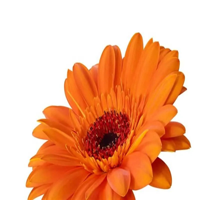 Orange Gerbera
