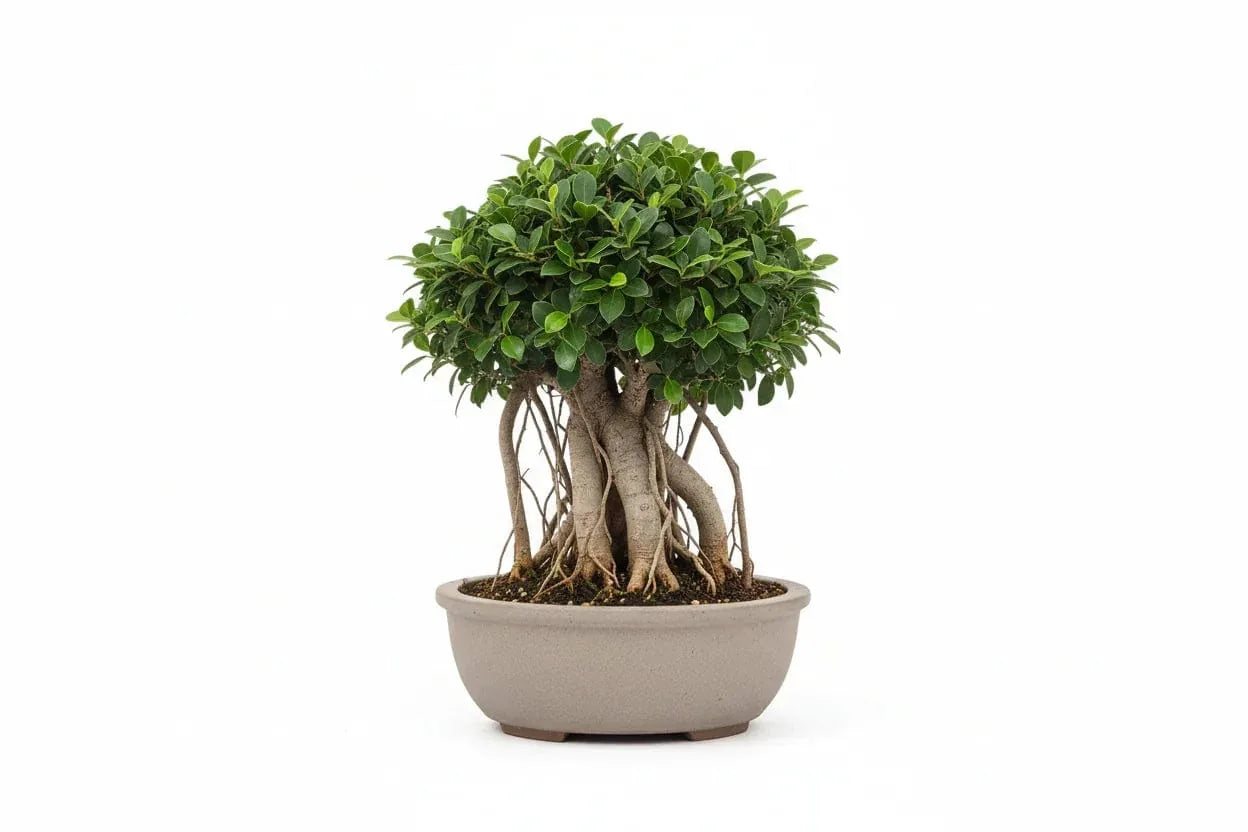 Bonsai – Ficus Microcarpa