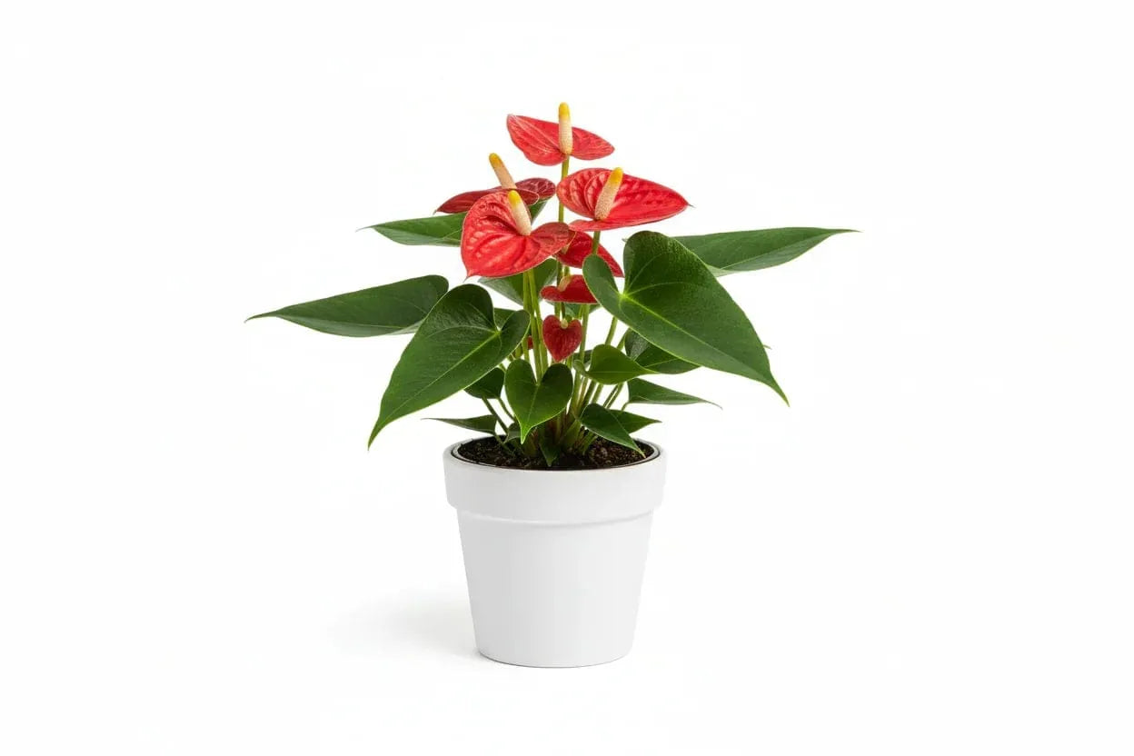 Anthurium Rot