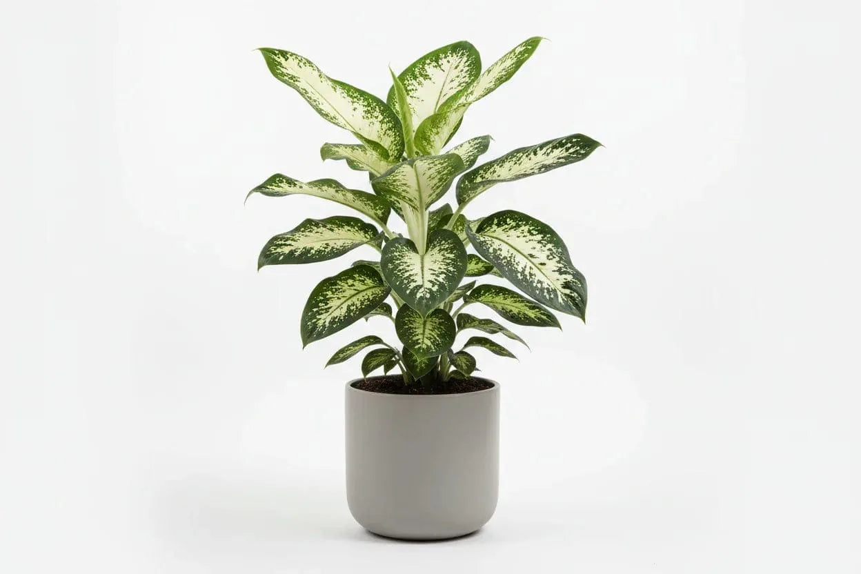 Dieffenbachia