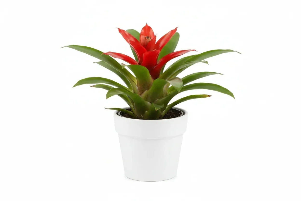 Guzmania Red Bromilie