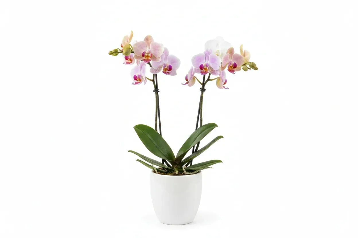 Orchidee Phalaenopsis Mix