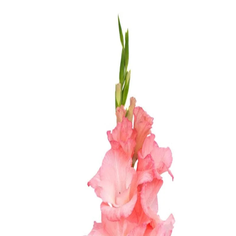 Rosa Gladiole