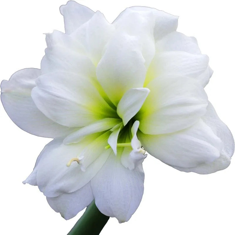 Weiße Amaryllis
