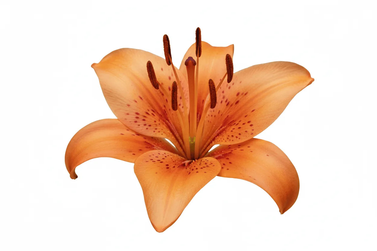 Eine einzelne orange Lilie auf weißem Hintergrund