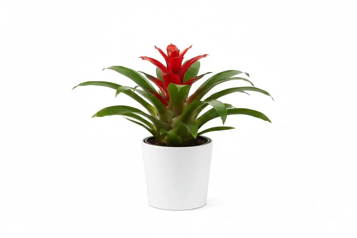 Guzmania Red Bromilie