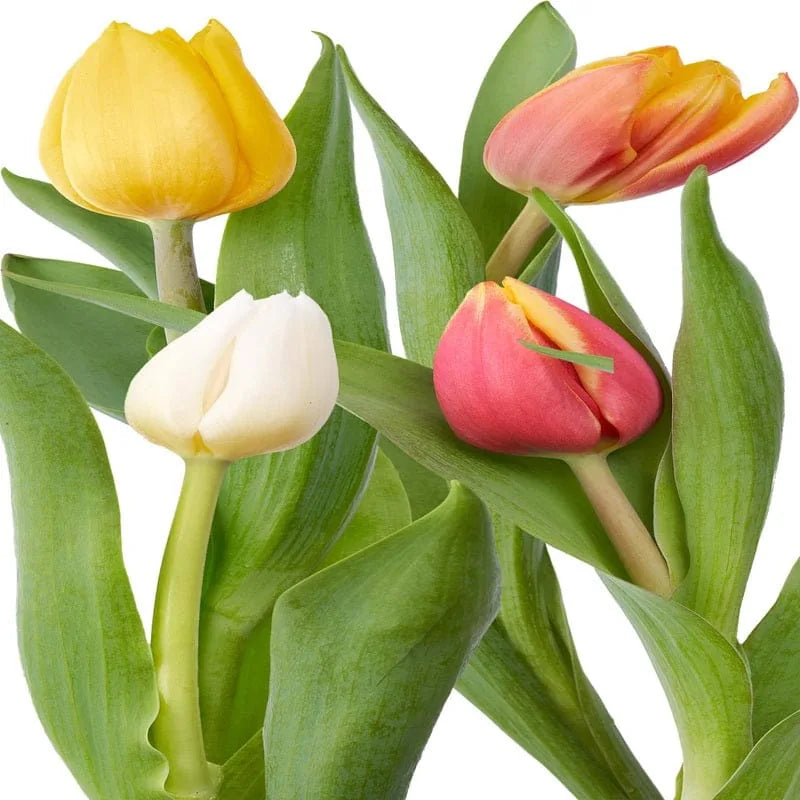 Bunte Tulpen mit Blättern