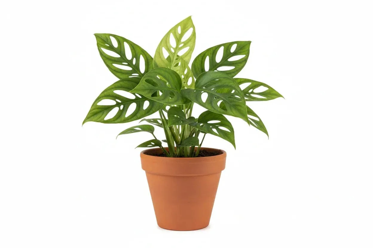 Adansonii-Fensterblatt