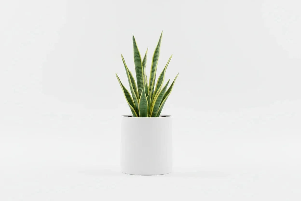 Sansevieria