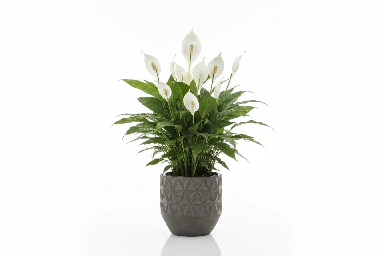 Topfpflanze Spathiphyllum mit weißen Blüten.