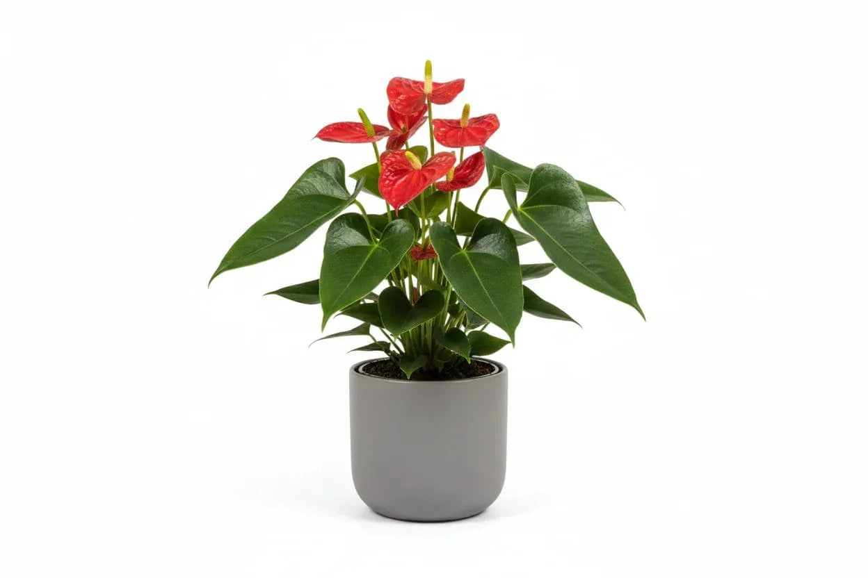 Rote Anthurie in grauem Topf