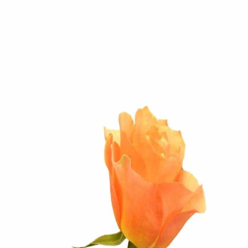 Orange Rose