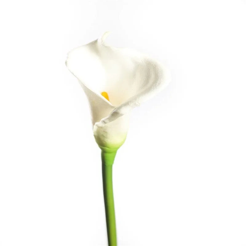 Einzelne weiße Calla Blume mit grünem Stiel