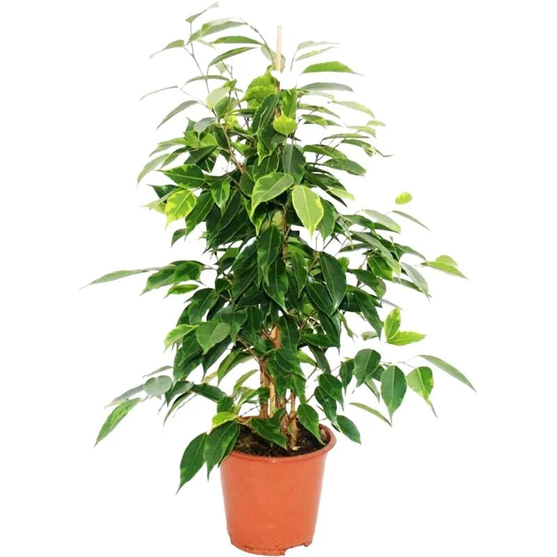 Ficus in einem braunen Topf