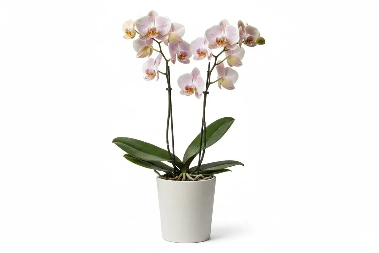 Orchidee Phalaenopsis
