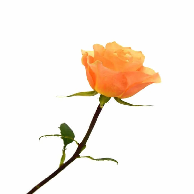 Einzelne orange Rose mit Stiel auf weißem Hintergrund