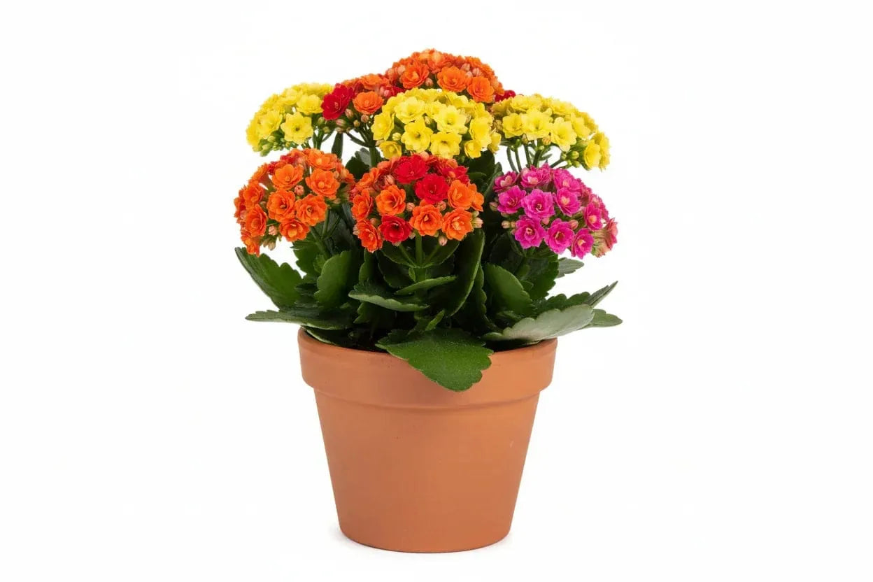 Kalanchoe