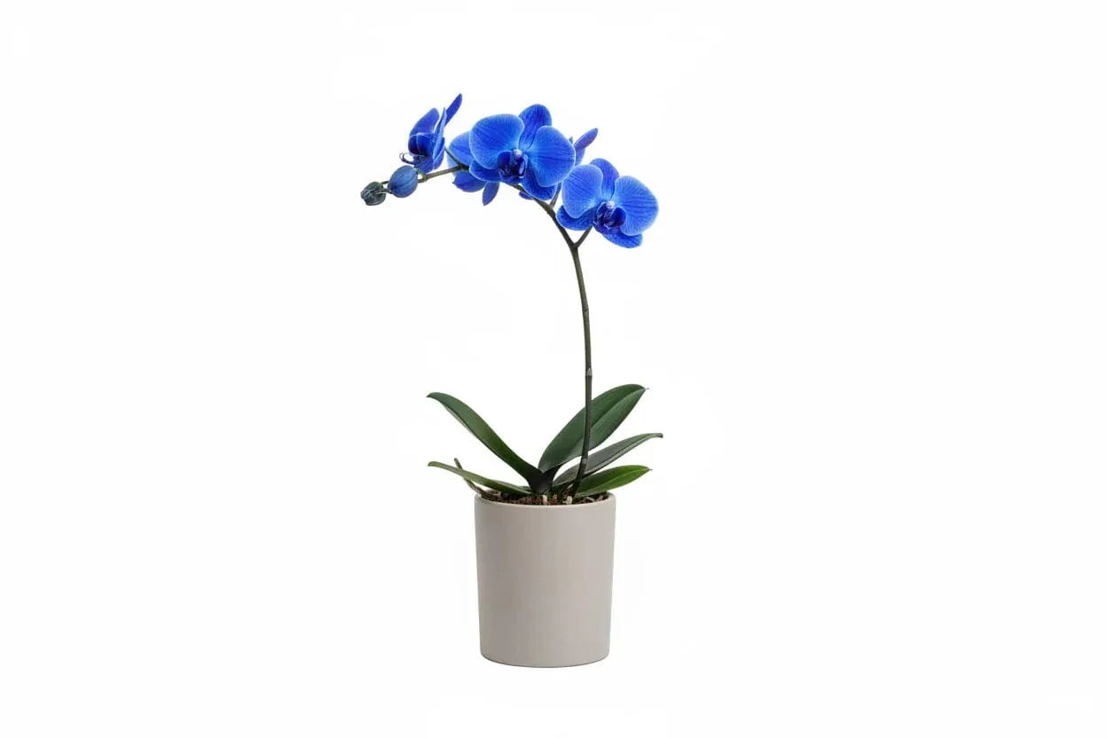 Phalaenopsis blau gefärbt in einem weißen Topf.