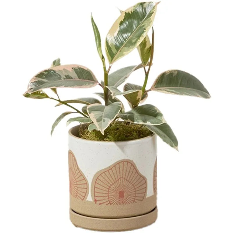 Gummibaum in einem dekorativen Topf mit Muster