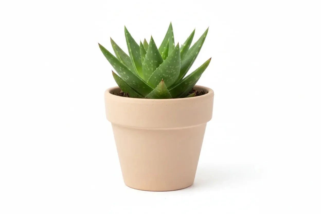 Aloe Vera Pflanze in einem einfachen Topf