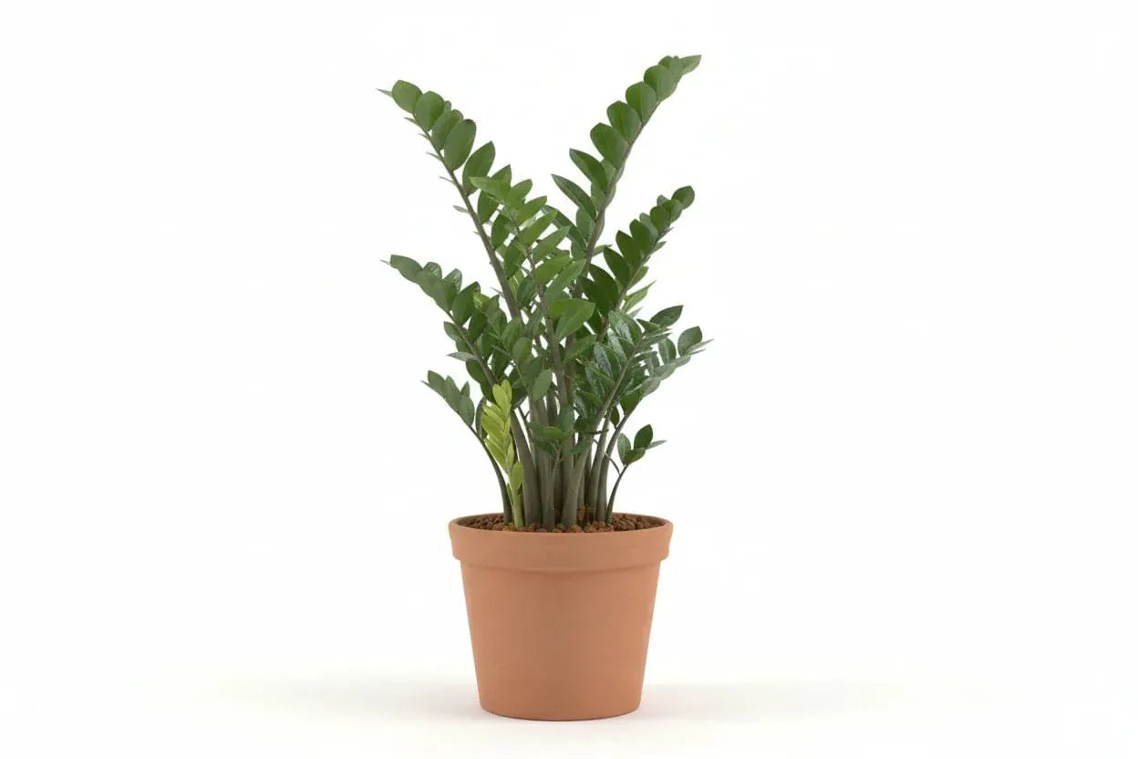 Zamioculcas