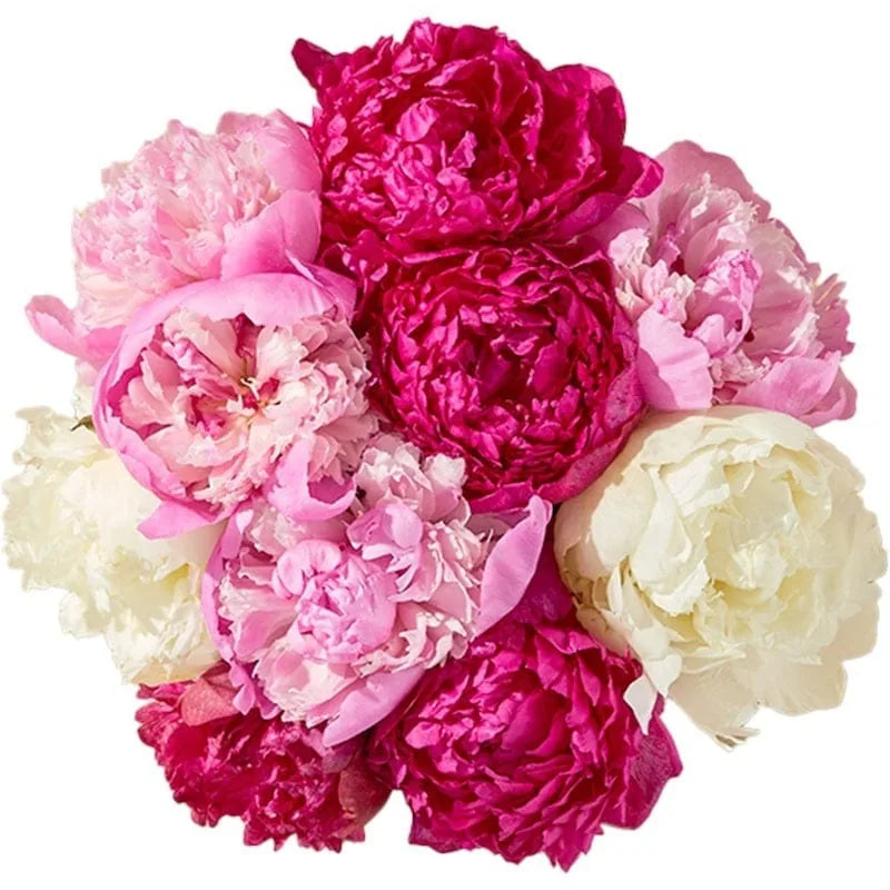 Strauß aus pinken und weißen Pfingstrosen