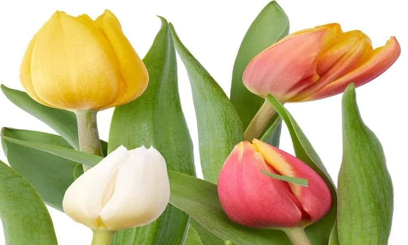 Tulpen Gemischt