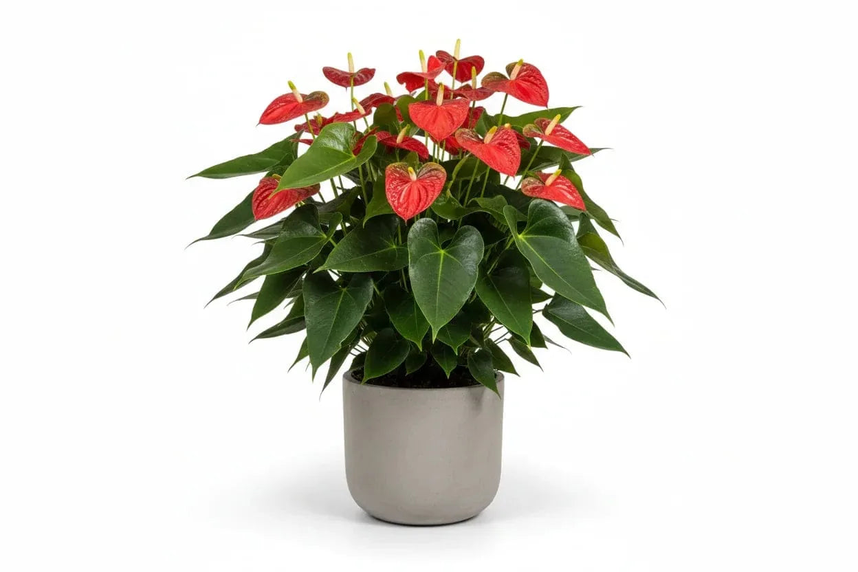 Anthurium Hellrot