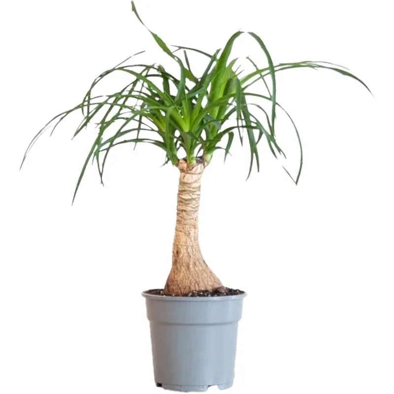 Elefantenfuß-Pflanze in einem grauen Topf