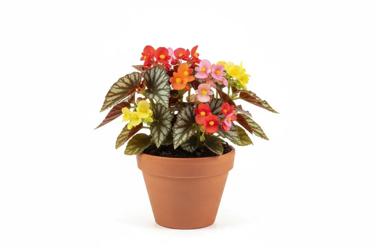Bunte Begonien in einem Blumentopf