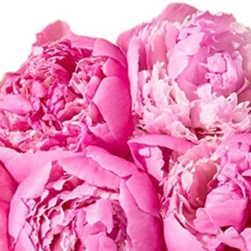 Rosafarbene Pfingstrosen