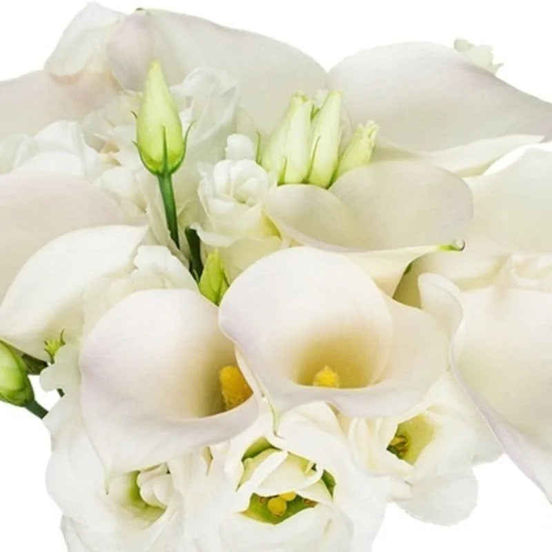 Weiße Calla-Lilien