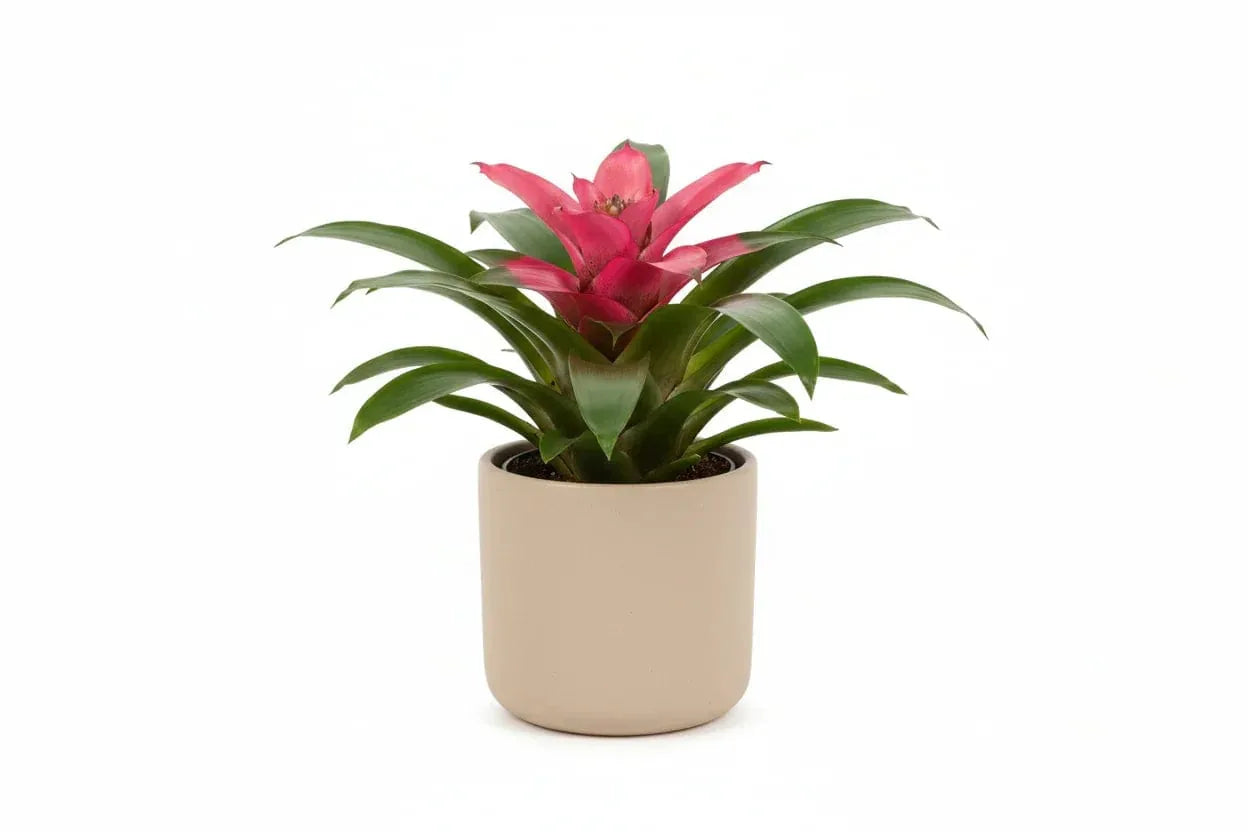 Guzmania Pink