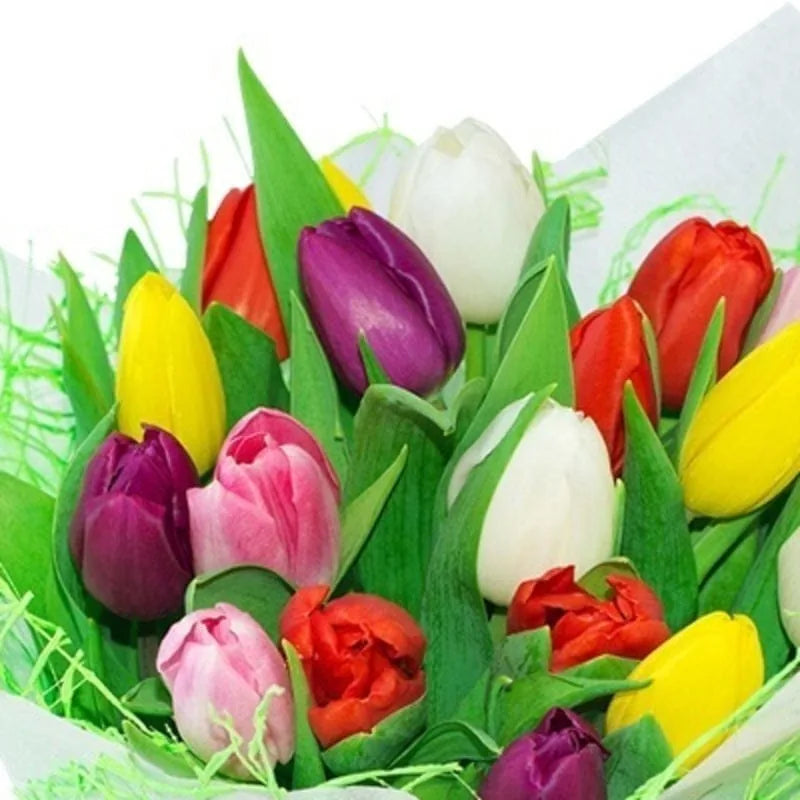 Bunte Tulpenvielfalt