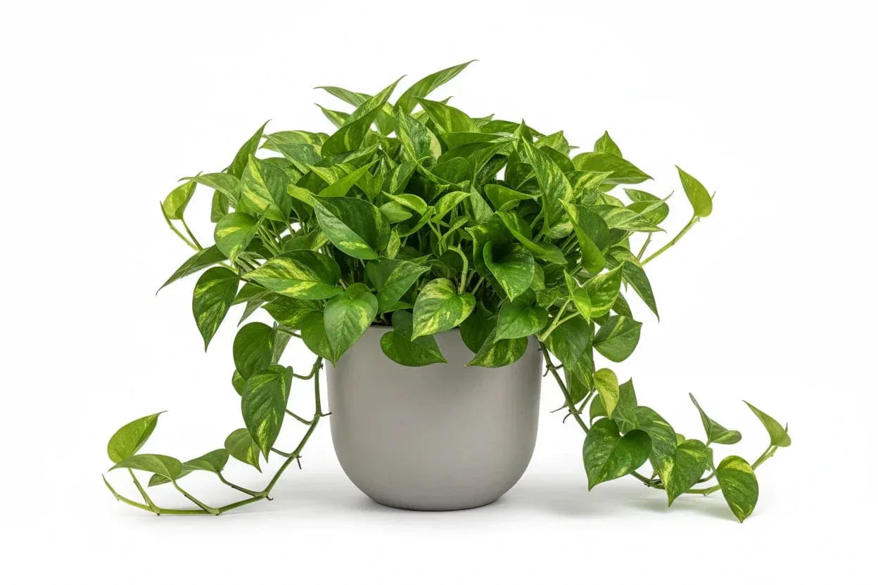 Efeutute in einem grauen Topf.