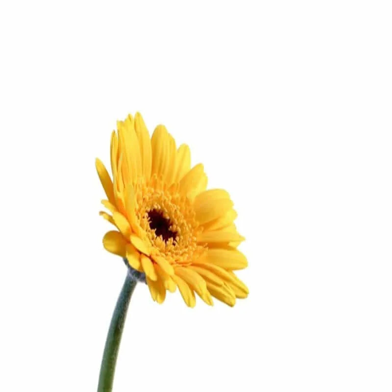 Gelbe Mini Gerbera Einzelblume