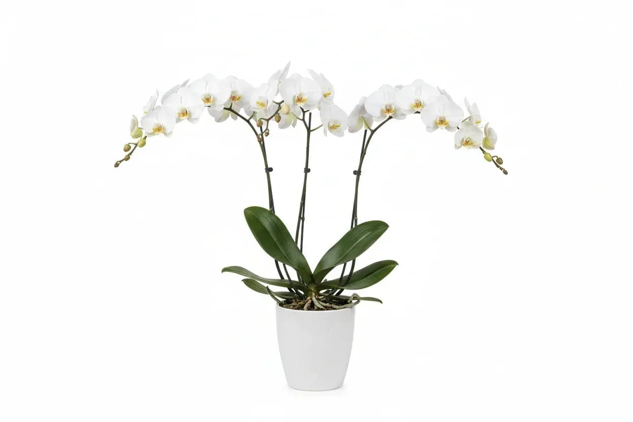 Orchidee Phalaenopsis