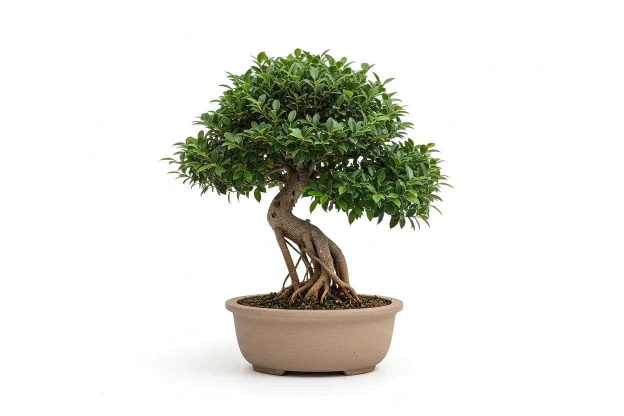 Bonsai Ficus Microcarpa in einem flachen, runden Topf